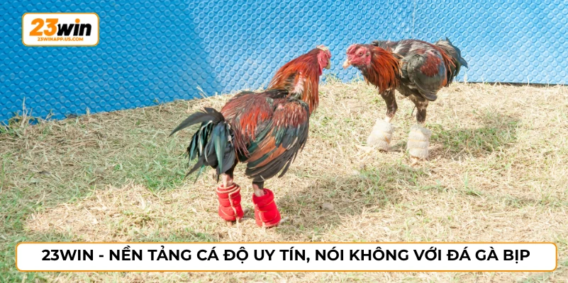 23WIN - Nền tảng cá độ uy tín, nói không với đá gà bịp