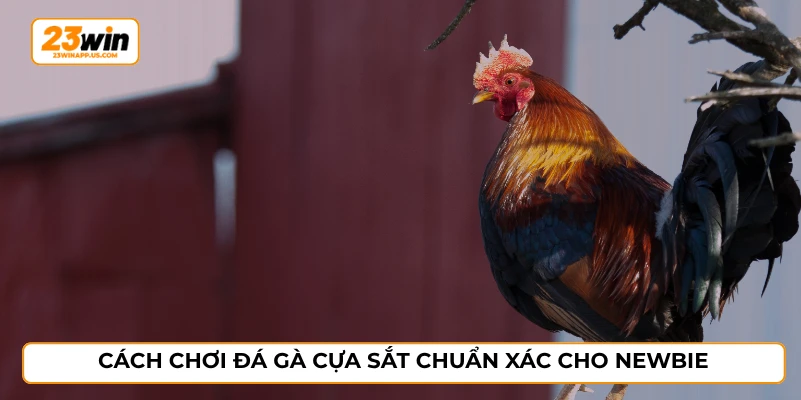 Cách chơi đá gà cựa sắt chuẩn xác cho newbie
