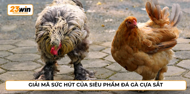 Giải mã sức hút của siêu phẩm đá gà cựa sắt