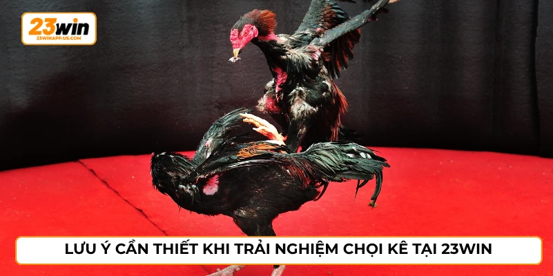 Lưu ý cần thiết khi trải nghiệm chọi kê tại 23WIN