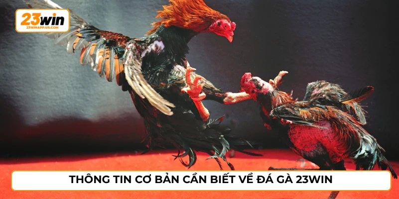 Thông tin cơ bản cần biết về đá gà 23WIN