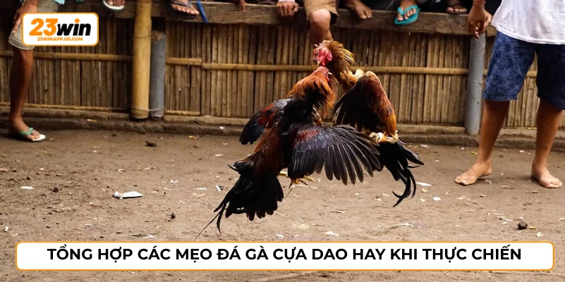 Tổng hợp các mẹo đá gà cựa dao hay khi thực chiến
